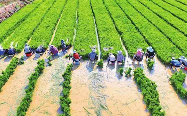 ��ʰߔ̵��ļ���Ƭ���u